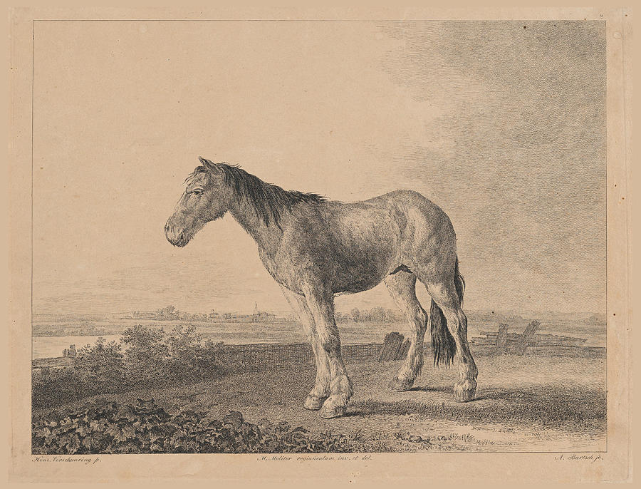 Horse standing on a field in profile to left Drawing by Adam von Bartsch
