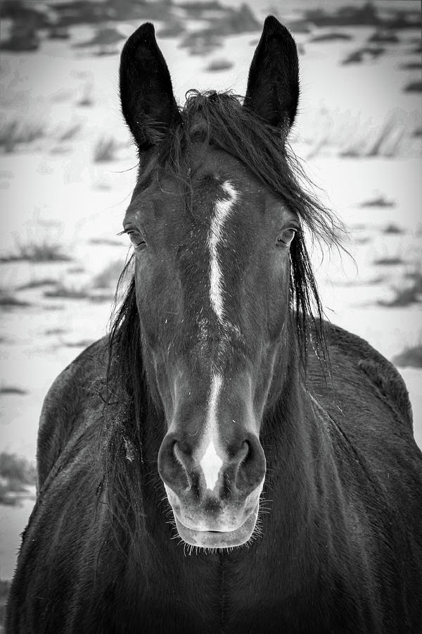 Horse Stare in Black and White Photograph by Tracey Crewe | Pixels