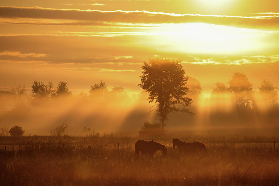 Horse Sunrise Photograph by Brook Burling