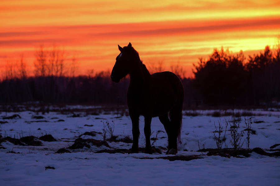 Horse Sunset Photograph by Brook Burling
