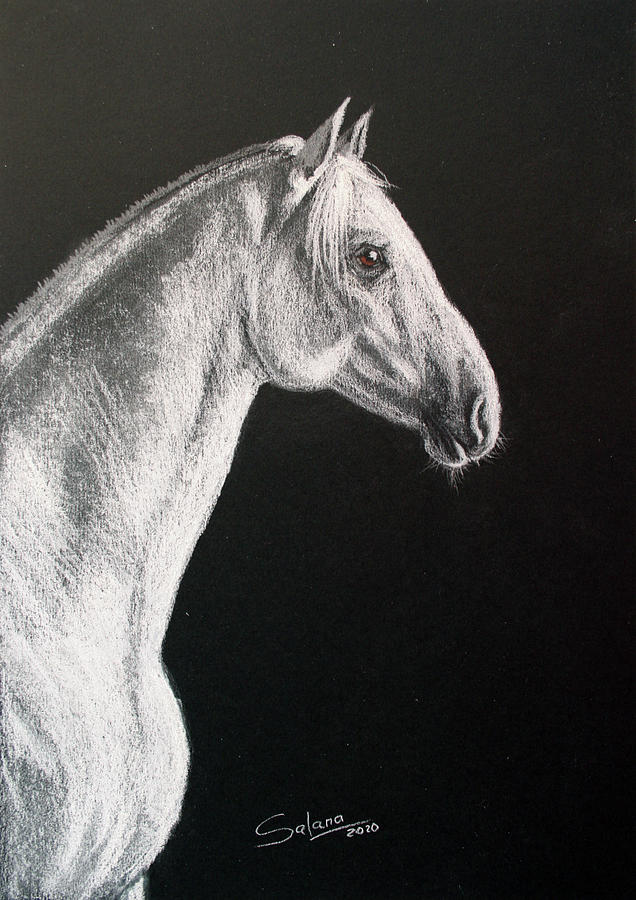 Horse Drawing by Svetlana Samovarova