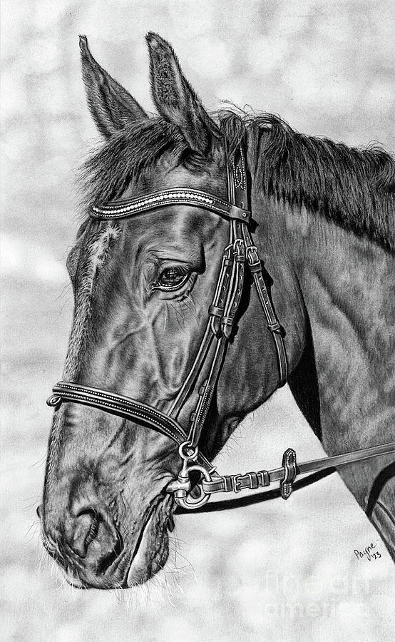 Horse Drawing by Teresa Payne - Fine Art America