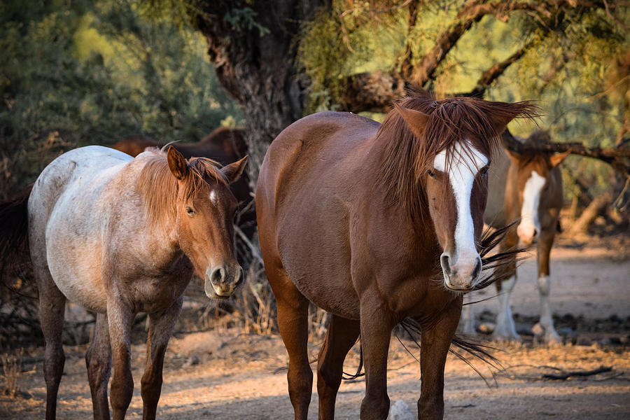 Horse Trio Photograph by Bonny Puckett