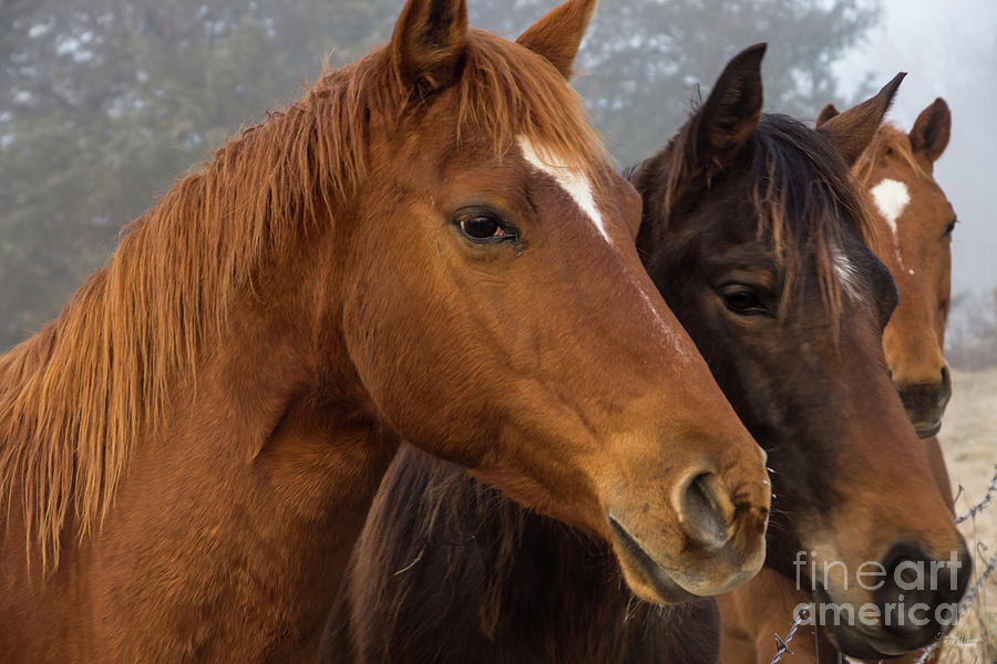 Horse Triplets Photograph by Jennifer White