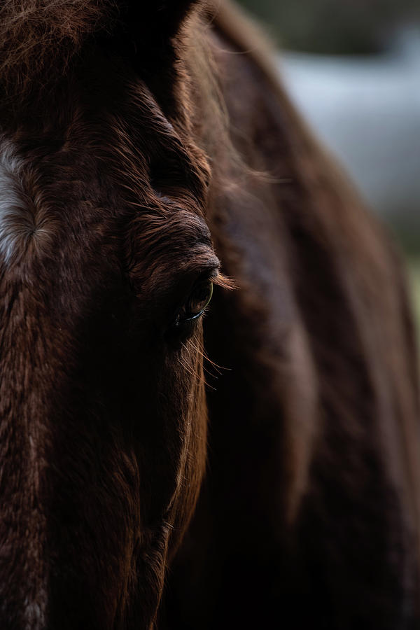 Horse view Photograph by Teresa Blanton