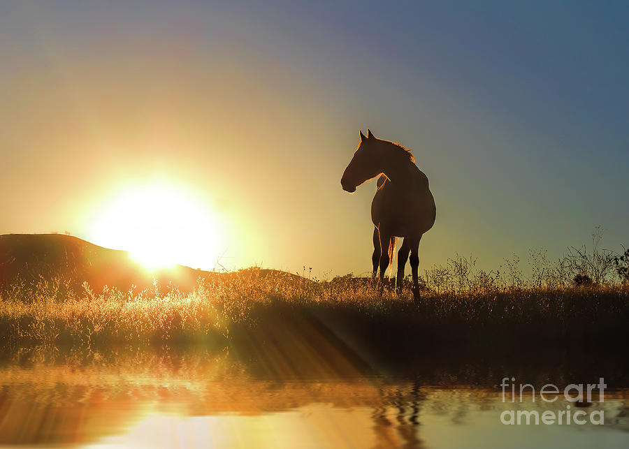 Horse Water and Sunrise Photograph by Stephanie Laird