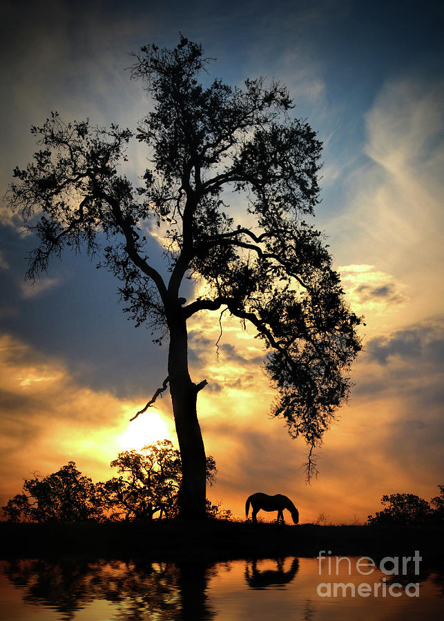 Horse Water Oak Trees and Sunset Photograph by Stephanie Laird