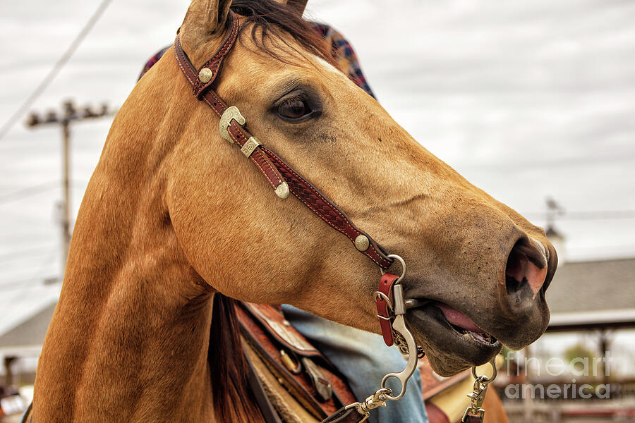 Horse Whinny Color Photograph by Renata Natale - Fine Art America