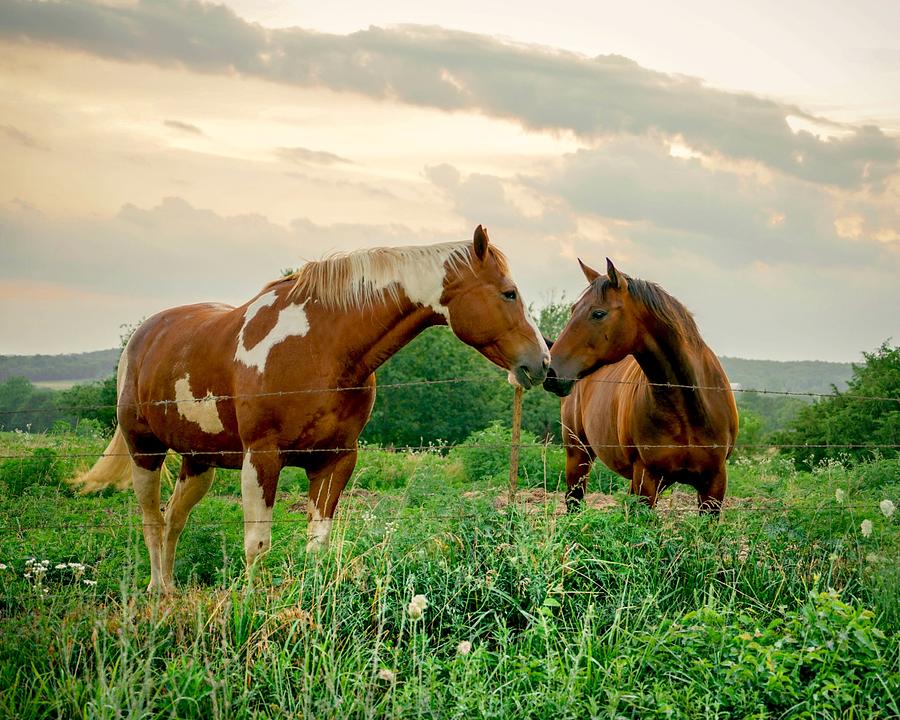 enesco horse whispers