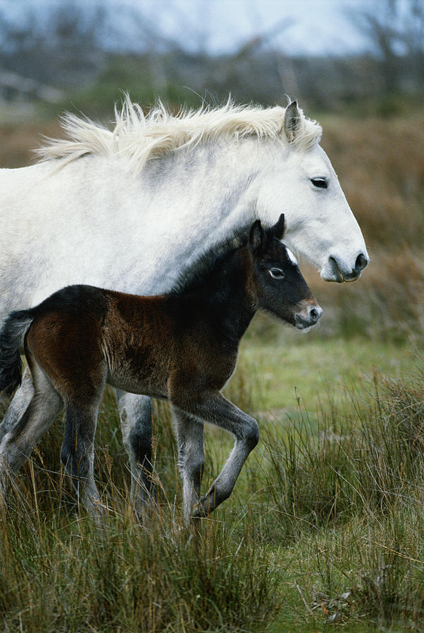 Horse with its foal in field, side view Photograph by David De Lossy