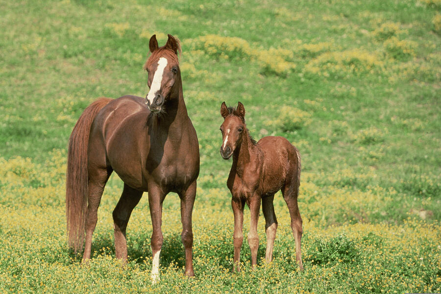 Horse with offspring in pasture Photograph by Comstock Images