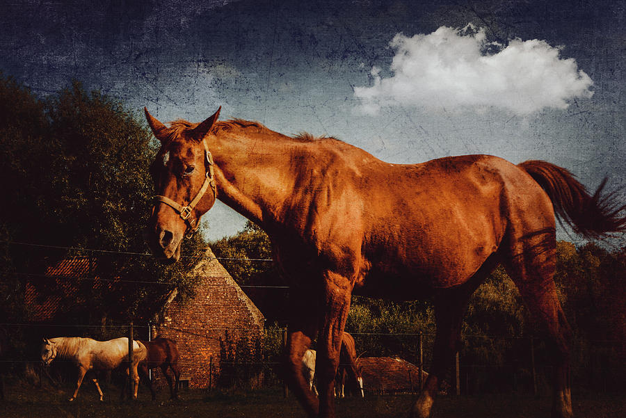 Horse Photograph by Yasmina Baggili