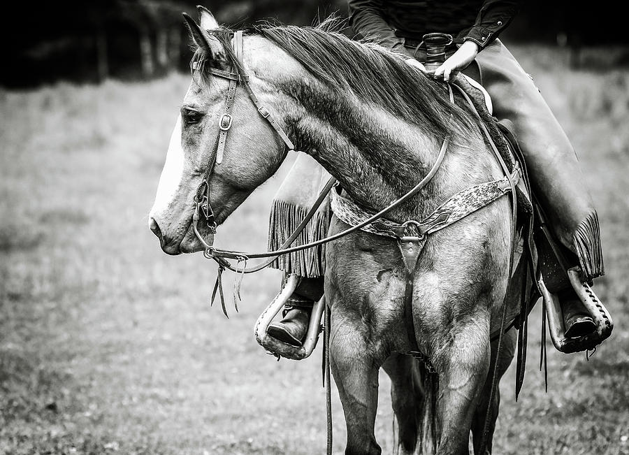 Horseback Photograph