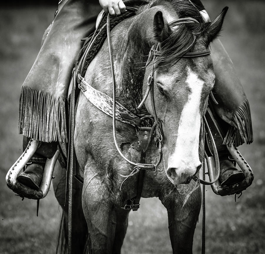 Horseback Etiquette Photograph by Athena Mckinzie