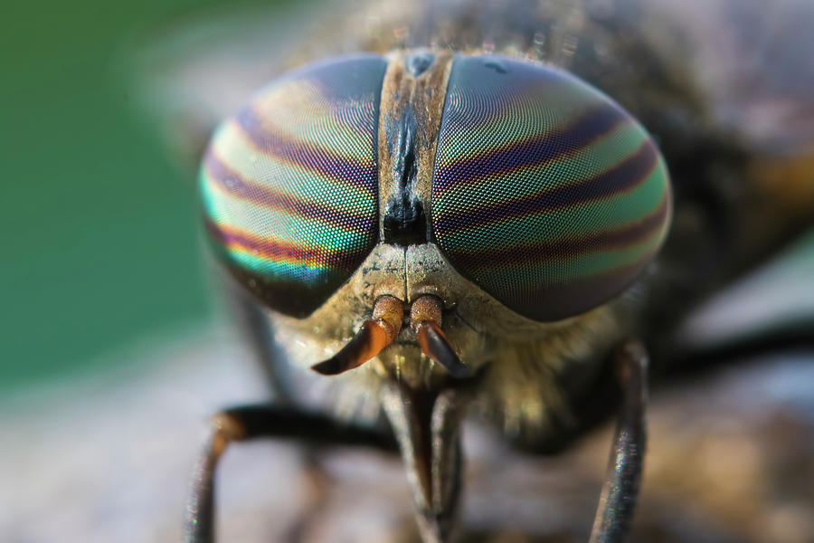 Horsefly Portrait Photograph by Mircea Costina Photography