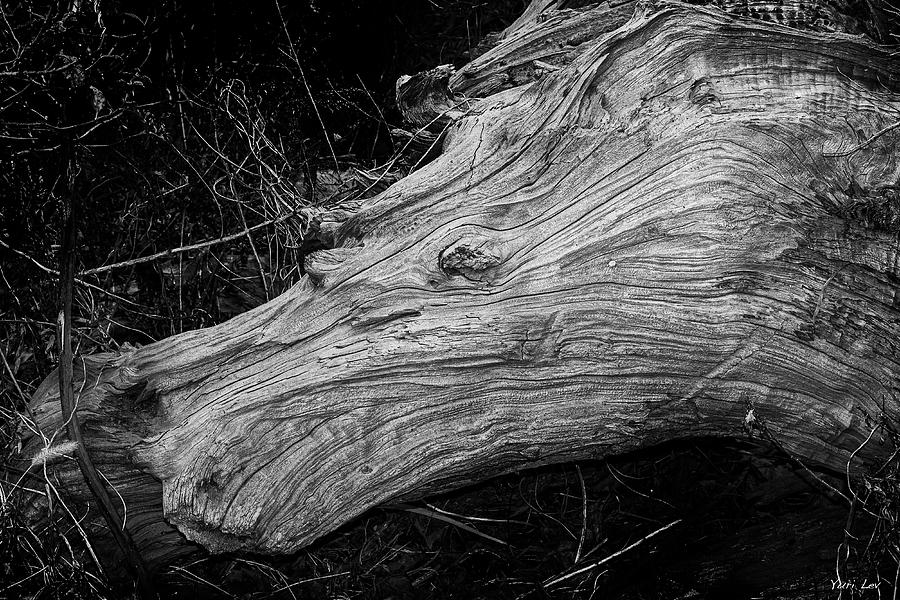 Horsehead Driftwood Photograph