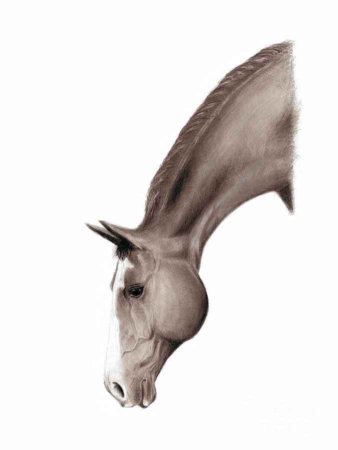 Horsehead streaching down Drawing by Robert Douglas