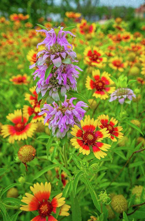 Horsemint and Indian Blankets Photograph by Lynn Bauer