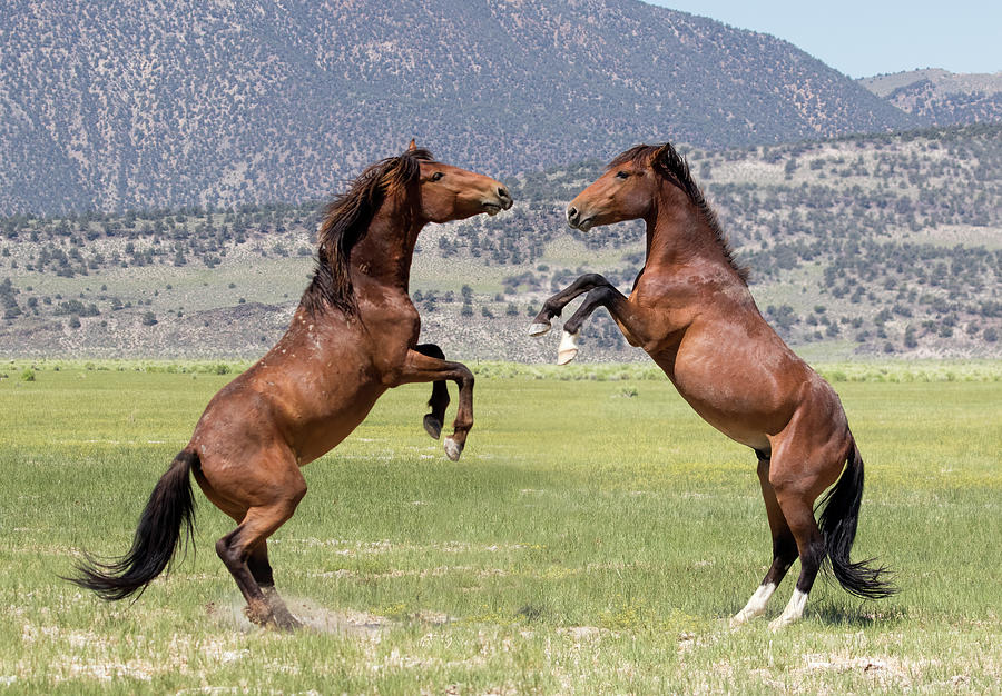 Horseplay Photograph by Cheryl Strahl
