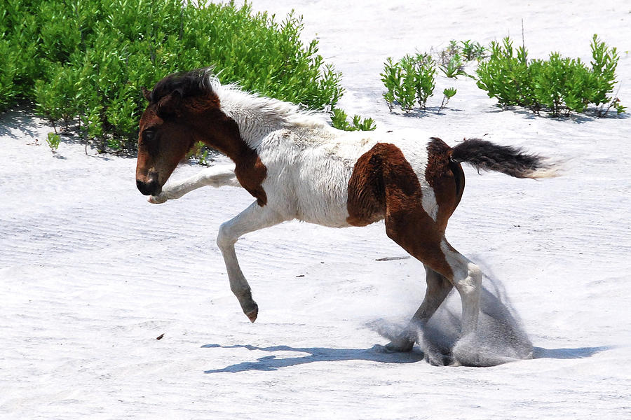 Assateague Island National Seashore Photograph - Horseplay by Greta Foose