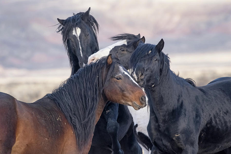 Horseplay Photograph by Sandy Sisti
