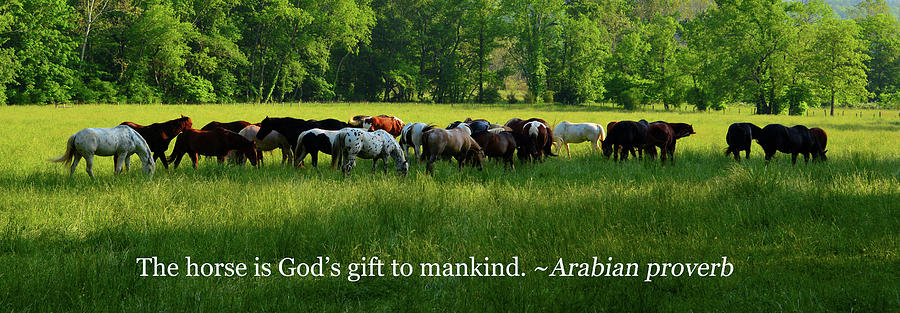 Horses And Arabian Proverb Photograph