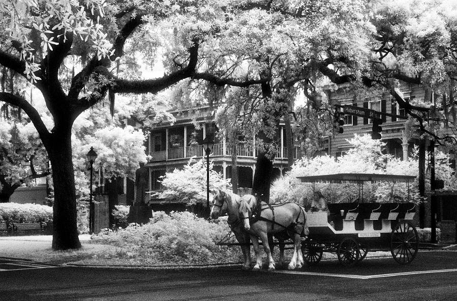 Horses and Carriage in Savannah Photograph by Jeffrey Holbrook