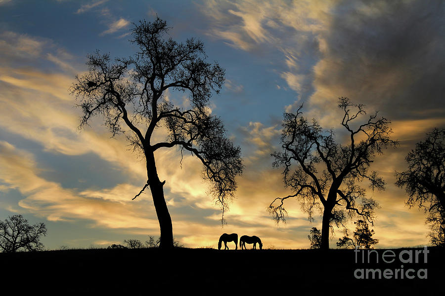Horses and Oak Trees In Sunrise Skies Photograph by Stephanie Laird