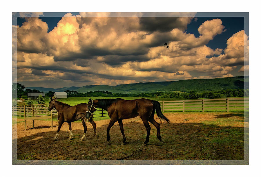 Horses and sky Photograph by ARTtography by David Bruce Kawchak