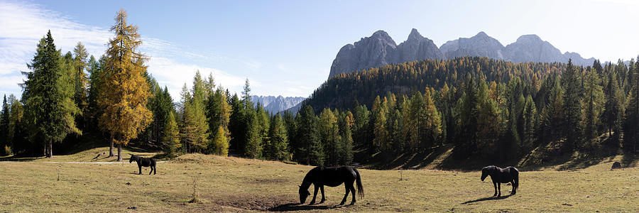 Horses and the Alpine forest in the Italian Alps Photograph by Sonny Ryse