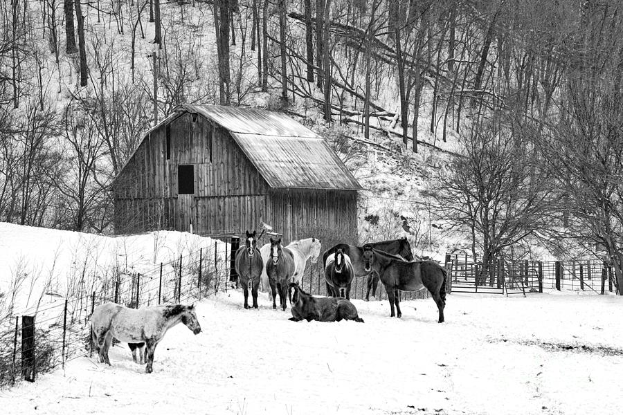Horses and Their Barn Photograph by Jan Day