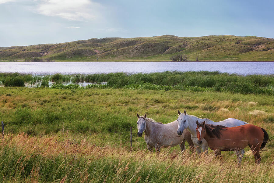 Horses at Beem Lake - Sandhills Journey Photograph by Susan Rissi Tregoning