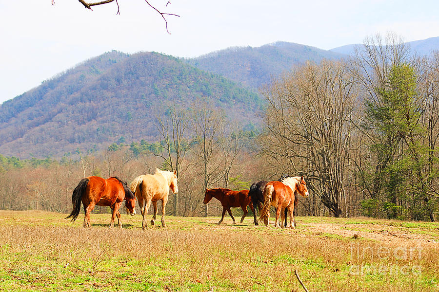 Horses At Cades Cove In The Smoky Mountains Photograph By Maxine