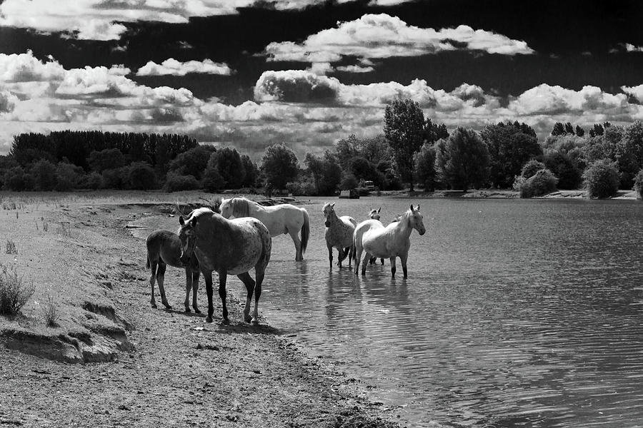 Horses at Godstow Photograph by Richard Donovan