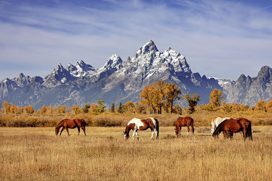 Horses at Grand Teton Photograph by Jack Bell