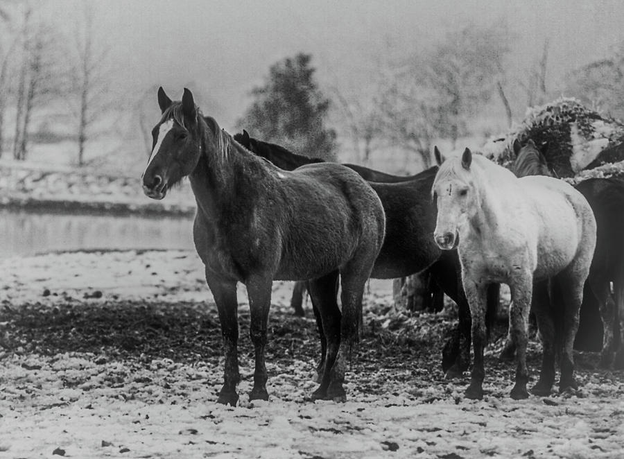 Horses at Shelby Farms in Winter Photograph by James C Richardson
