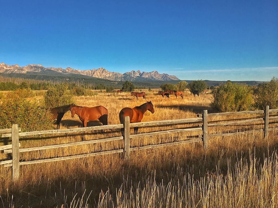 Horses at Sunrise Photograph by Jerry Abbott