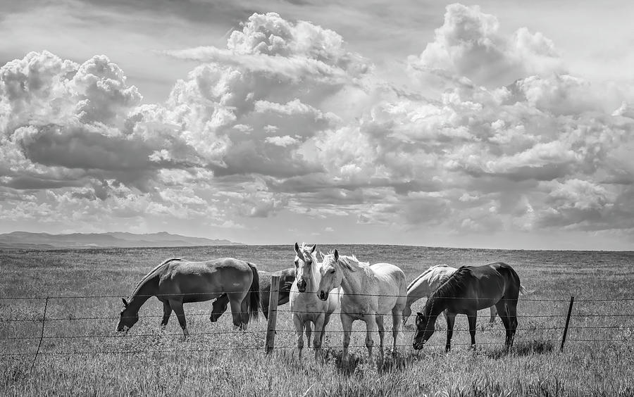 Horses At The Fence Wyoming Bw Photograph