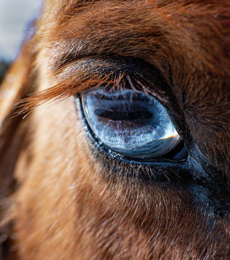Horse Photograph - Horses Blue Eye by Phil And Karen Rispin