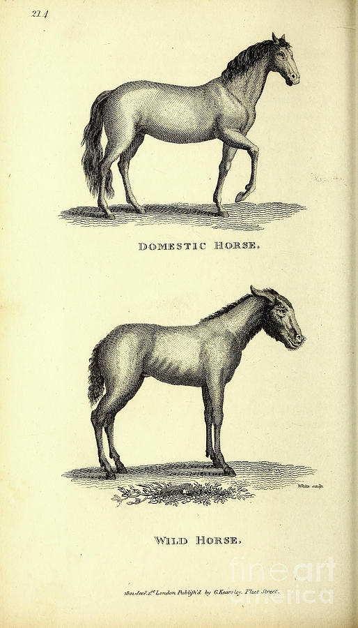 Horses By George Shaw q1 Drawing by Historic illustrations