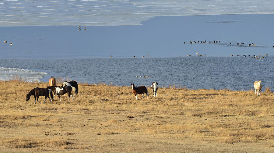 Horses By The Lake Photograph by Kae Cheatham