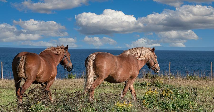 Horses by the Sea Photograph by Marcy Wielfaert
