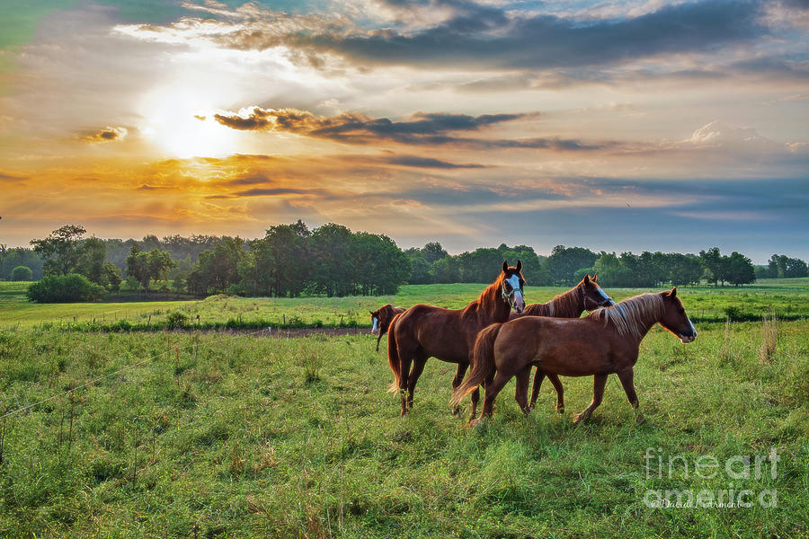 Horses Early Morning Photograph by David Arment