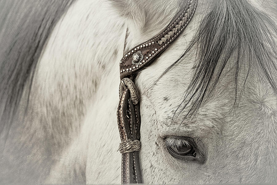 Horses Eye and Bridle Photograph by Sandra Selle Rodriguez
