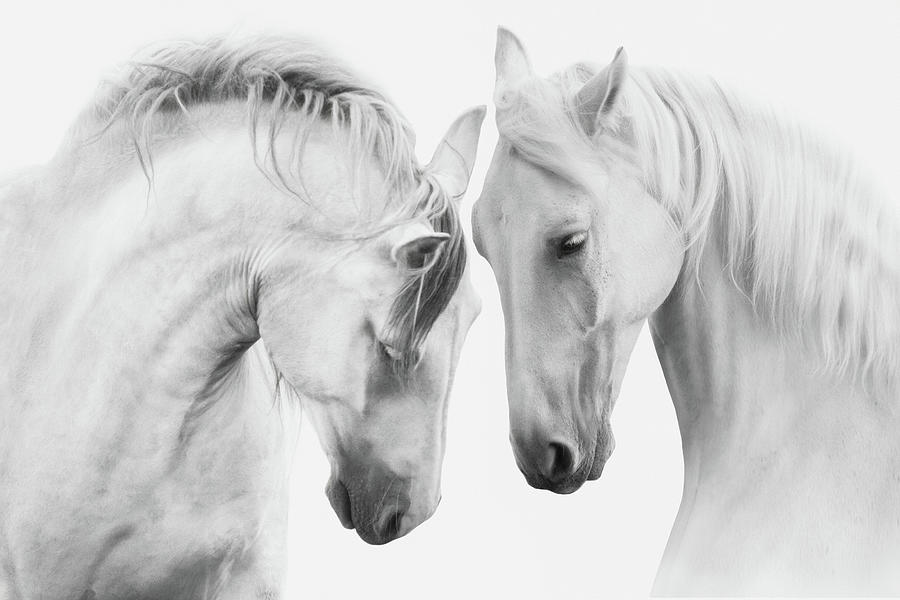 Horses Face to Face in Black and White Photograph by Steve Ladner