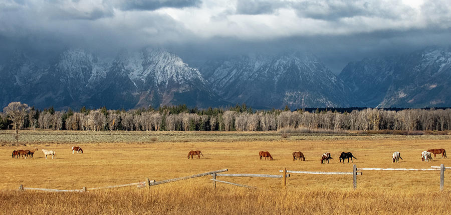 Horses, Grand Teton National Park Photograph by Mark Duehmig