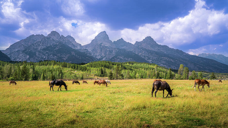 Grand Teton National Park Photograph - Horses Grazing at the Tetons by Harry Beugelink
