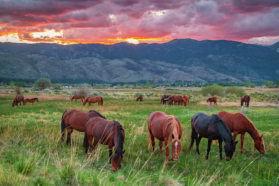 Horses Grazing in a Field at Sunset Photograph by Marc Crumpler
