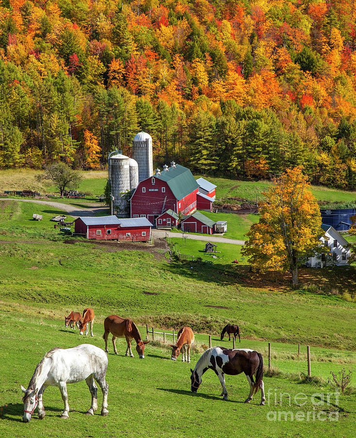 Fall Photograph - Horses Grazing in Autumn by Brian Jannsen