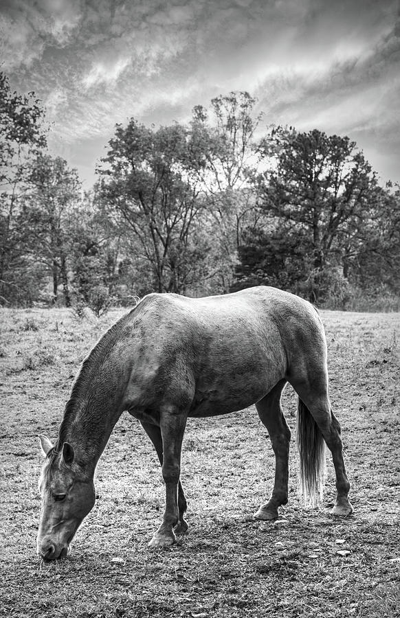 Horses Grazing in Cades Cove Black and White Photograph by Debra and Dave Vanderlaan